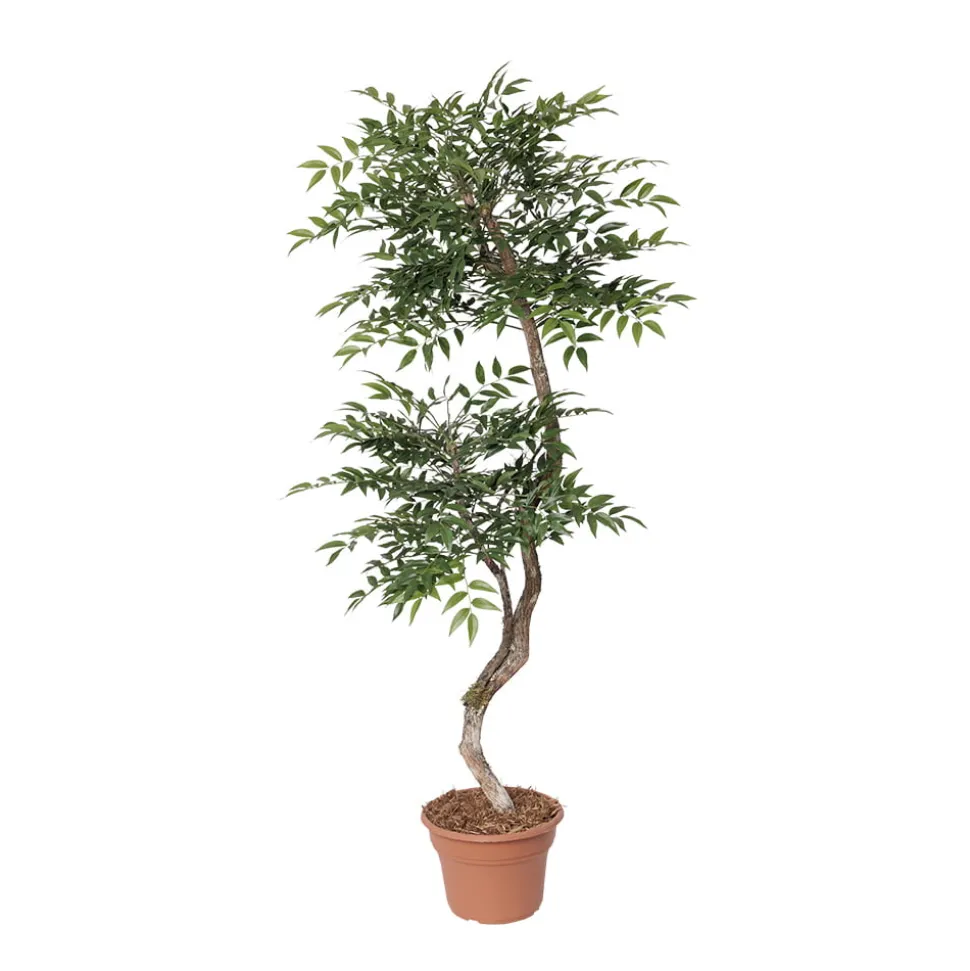 Artificial ruscus handmade tree