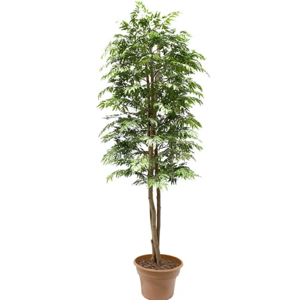 Artificial simple aralia ming handmade tree