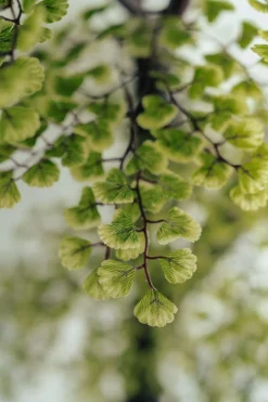 Artificial simple maidenhair handmade tree