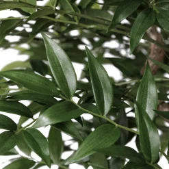 Artificial simple ruscus handmade tree