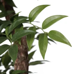 Artificial simple ruscus handmade tree