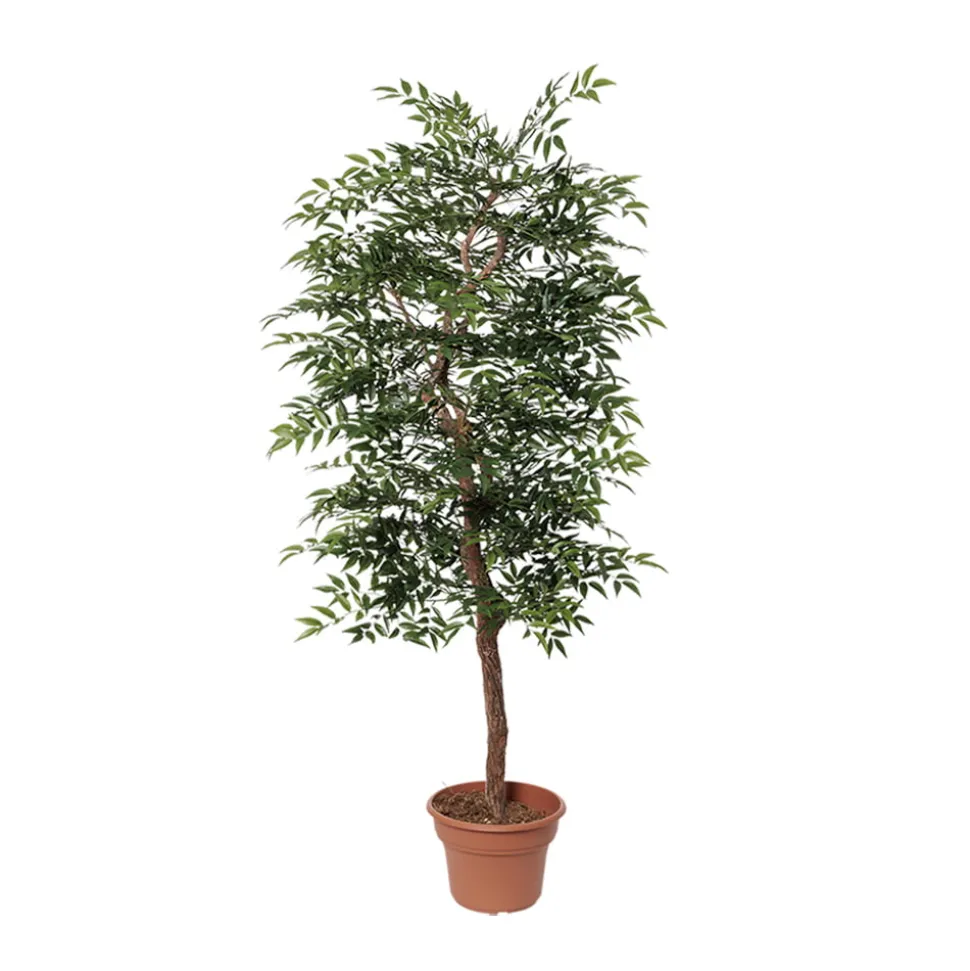 Artificial simple ruscus handmade tree