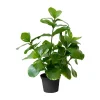 Artificial small green clusia plant, 15"