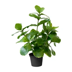 Artificial small green clusia plant, 15"