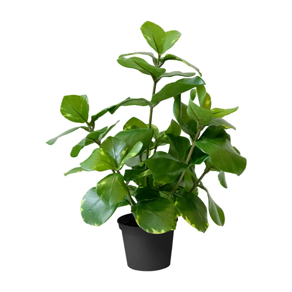 Artificial small green clusia plant, 15"
