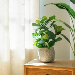 Artificial small green clusia plant, 15"