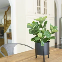 Artificial small green clusia plant, 15