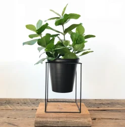 Artificial small green clusia plant, 15