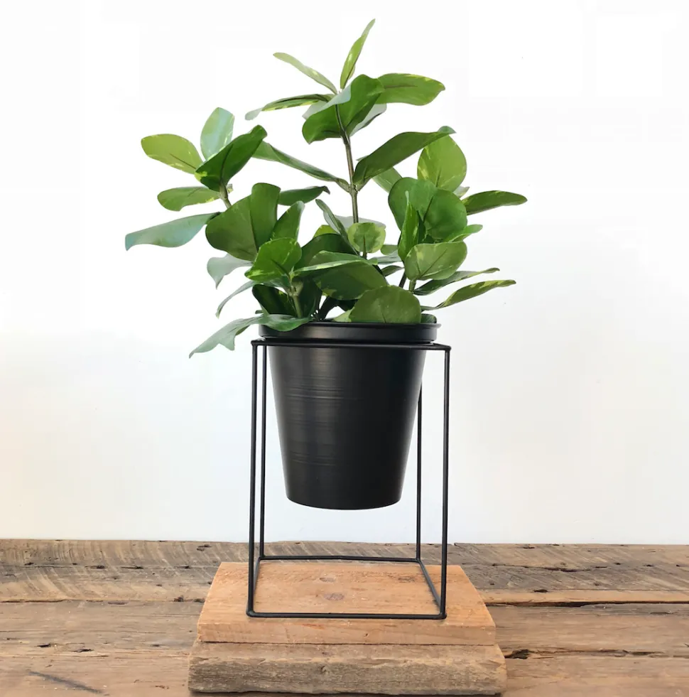 Artificial small green clusia plant, 15"