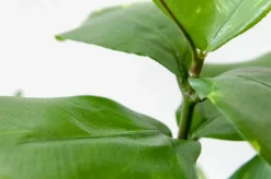 Artificial small green clusia plant, 15