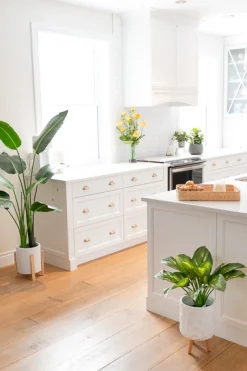 Artificial traveller palm, 58