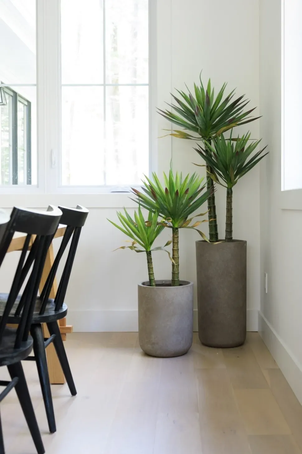 Artificial two-trunk agave americana, 51"