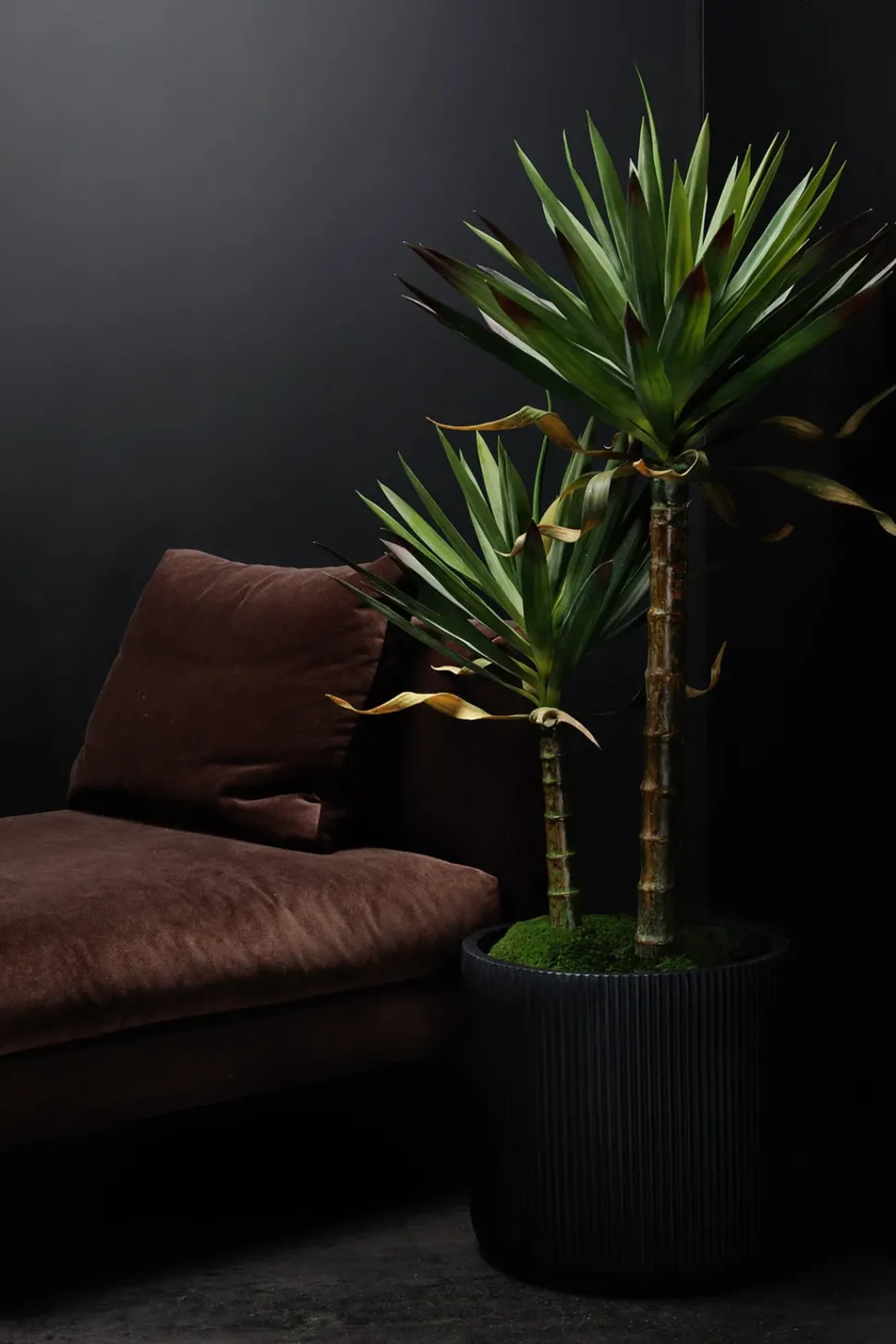 Artificial two-trunk agave americana, 51"