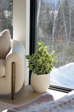 Artificial variegated ficus, 26″