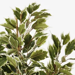 Artificial variegated ficus, 26″