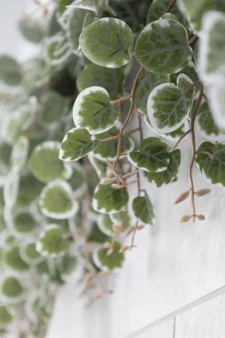 Artificial variegated peperomia trailing plant, 18″