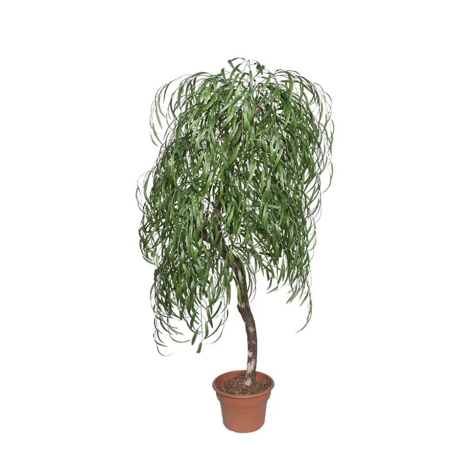 Artificial weeping willow handmade tree