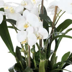 Artificial white orchid plant in a black pot