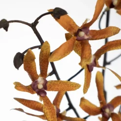 Artificial yellow dendrodium orchid, 30″