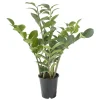 Artificial zamioculcas, 25"