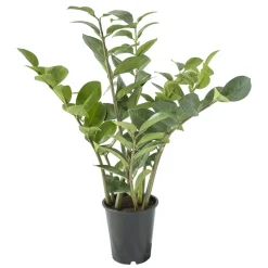 Artificial zamioculcas, 25"
