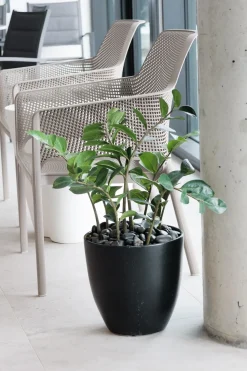Artificial zamioculcas plant, 38