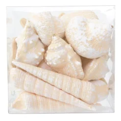 Assorted seashell box