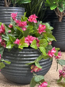 Azalées en pot de culture noir, 22 x 12″