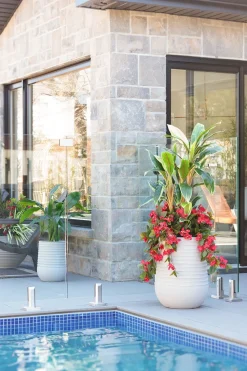 Bougainvillea and cordyline in a grey terrazzo beige pot, 52"
