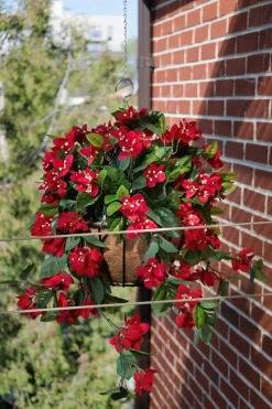 Bougainvillea outdoor hanging flower basket, 24 x 22″