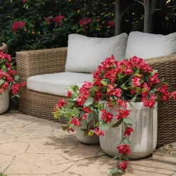 Bougainvillier en pot de culture noir, 28 x 20″