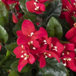 Bougainvillier en pot de culture noir, 28 x 20″