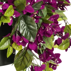 Bougainvillier mauve en pot de culture noir, 28 x 20″
