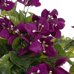 Bougainvillier mauve en pot de culture noir, 22 x 12″