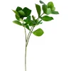 Branche de clusia artificiel, 22″