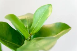 Branche de clusia artificiel, 22″