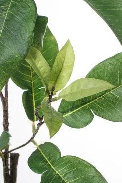 Branche de feuilles de citronnier, 45″