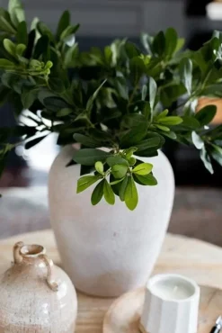 Branche de pittosporum artificiel, 22″