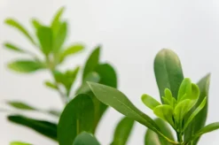 Branche de pittosporum artificiel, 22″