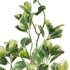 Branche de pépéromia panaché artificiel, 35″