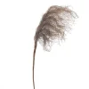 Brown pampas, 33″