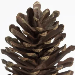 Brown pinecone stem, 13