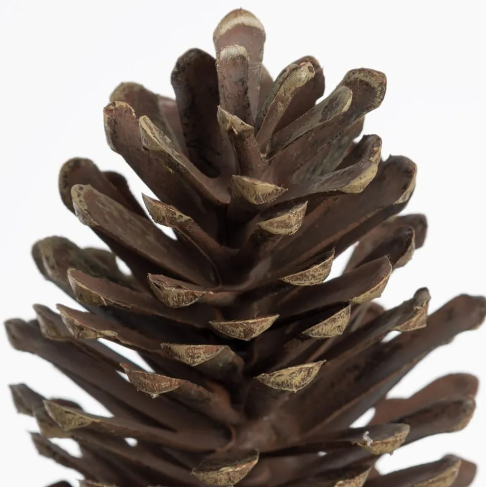 Brown pinecone stem, 13"