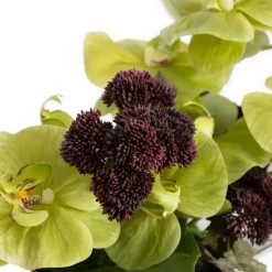 Burgundy sedum and green orchid centerpiece