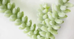 Cactus vert-jaune sur tige, 11″