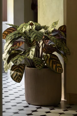 Calathéa makoyana artificiel, 30″