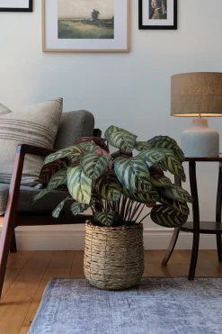 Calathéa makoyana artificiel, 30″