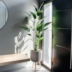 Canna d’eau artificiel, 66″