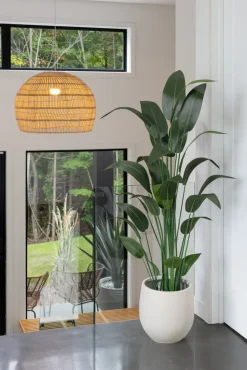 Canna d’eau artificiel, 66″