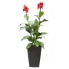 Canna rouge artificiel extérieur en pot, 62″